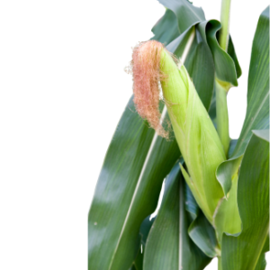 Shelled soft maize